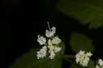 Sweet cicely <BR>Anise-root <BR>longstyle sweetroot